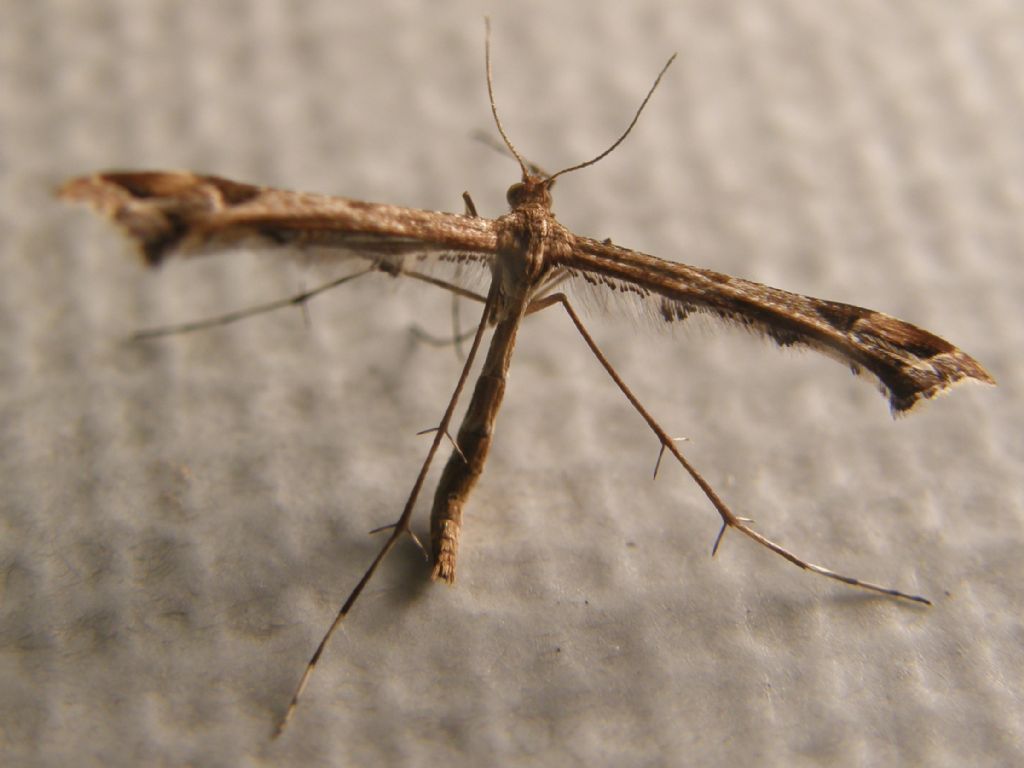 Pterophoridae: Amblyptilia cfr. acanthadactyla