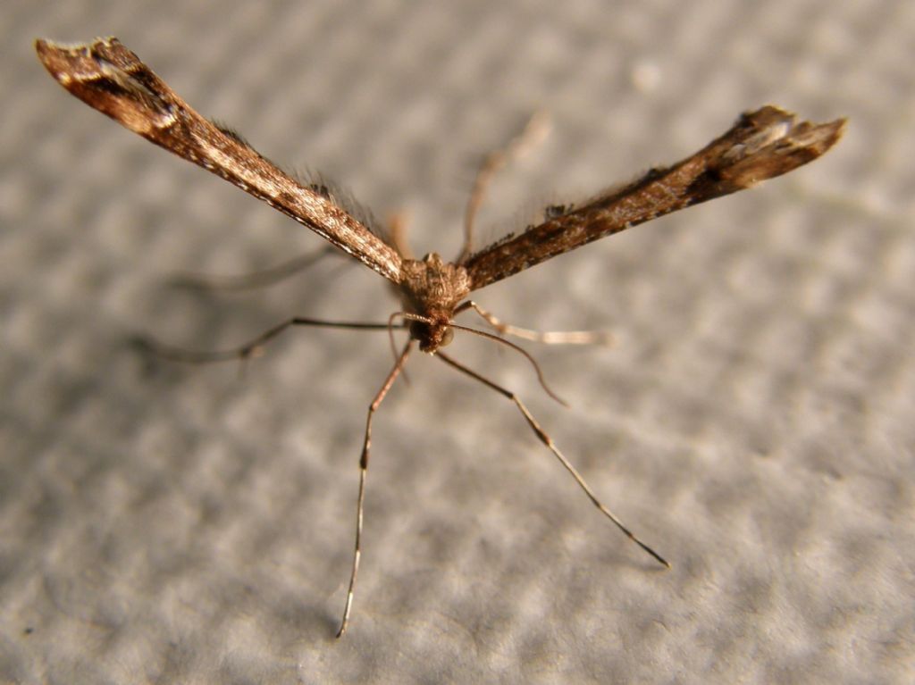 Pterophoridae: Amblyptilia cfr. acanthadactyla