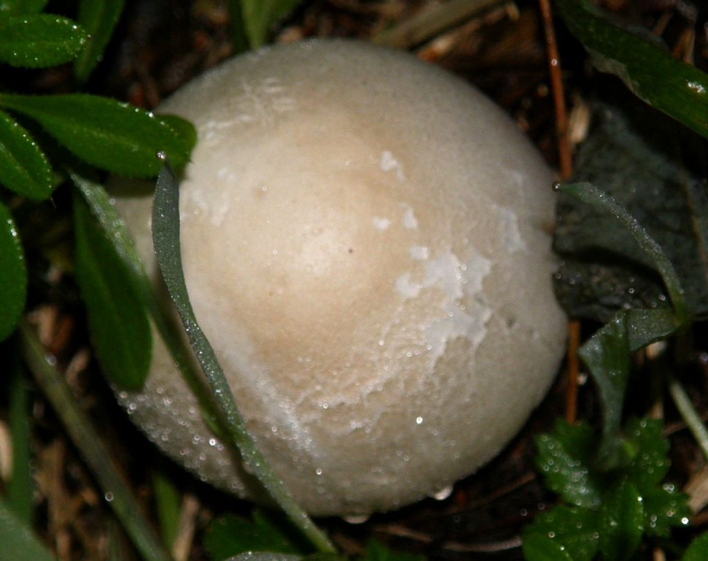 Ai piedi di una robinia