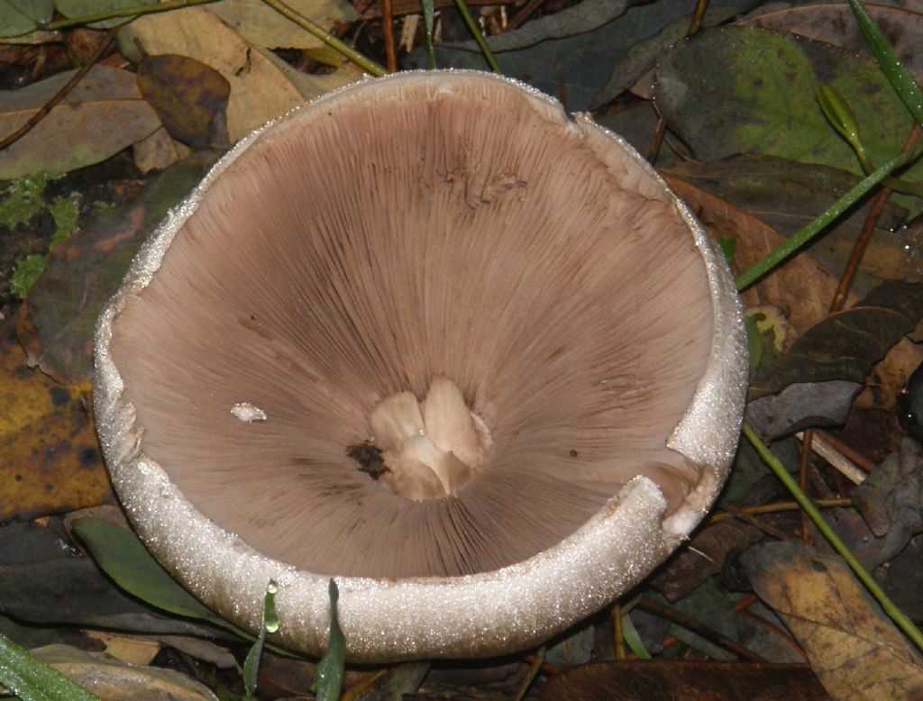 Ai piedi di una robinia