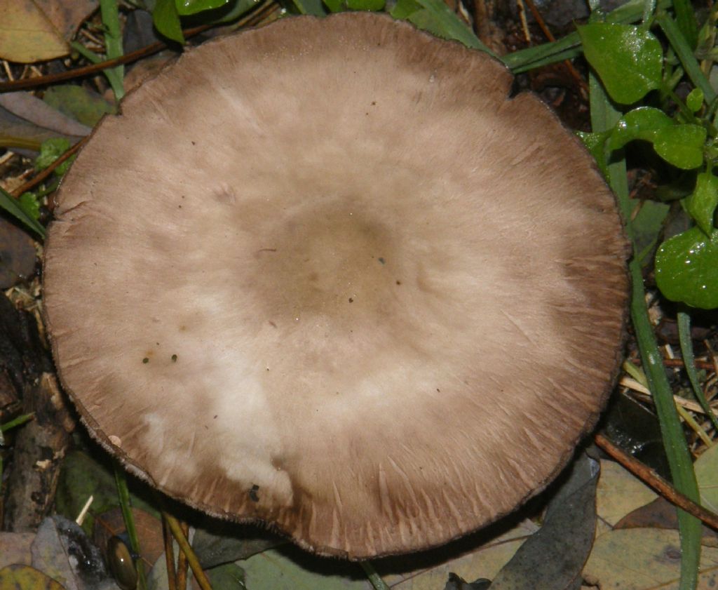 Ai piedi di una robinia