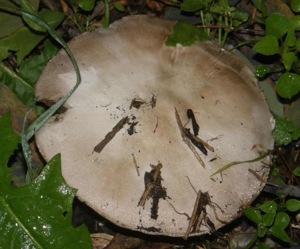 Ai piedi di una robinia