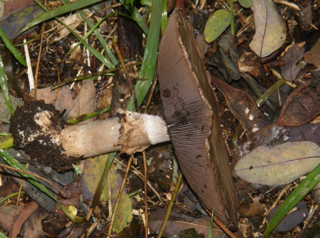 Ai piedi di una robinia