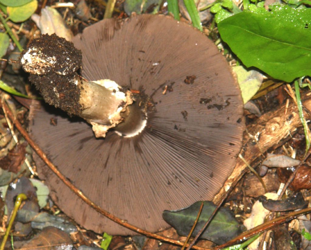 Ai piedi di una robinia