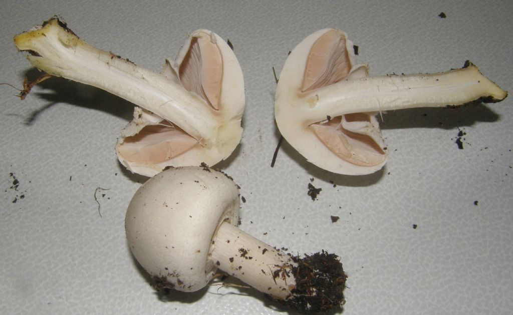 Ai piedi di una robinia