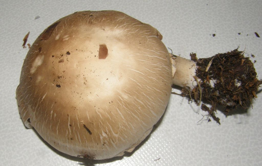 Ai piedi di una robinia