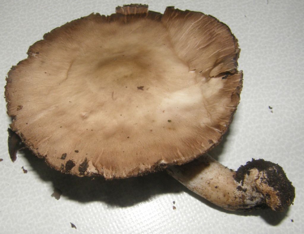 Ai piedi di una robinia