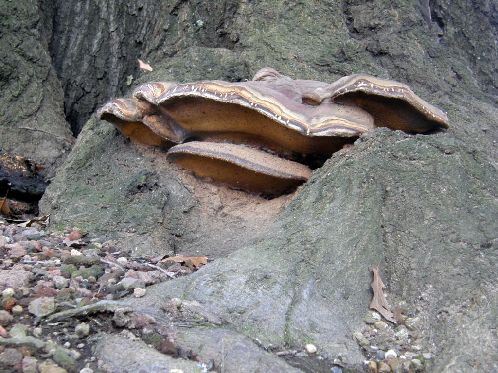 Alla base di una quercia