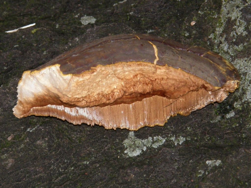 Alla base di una quercia