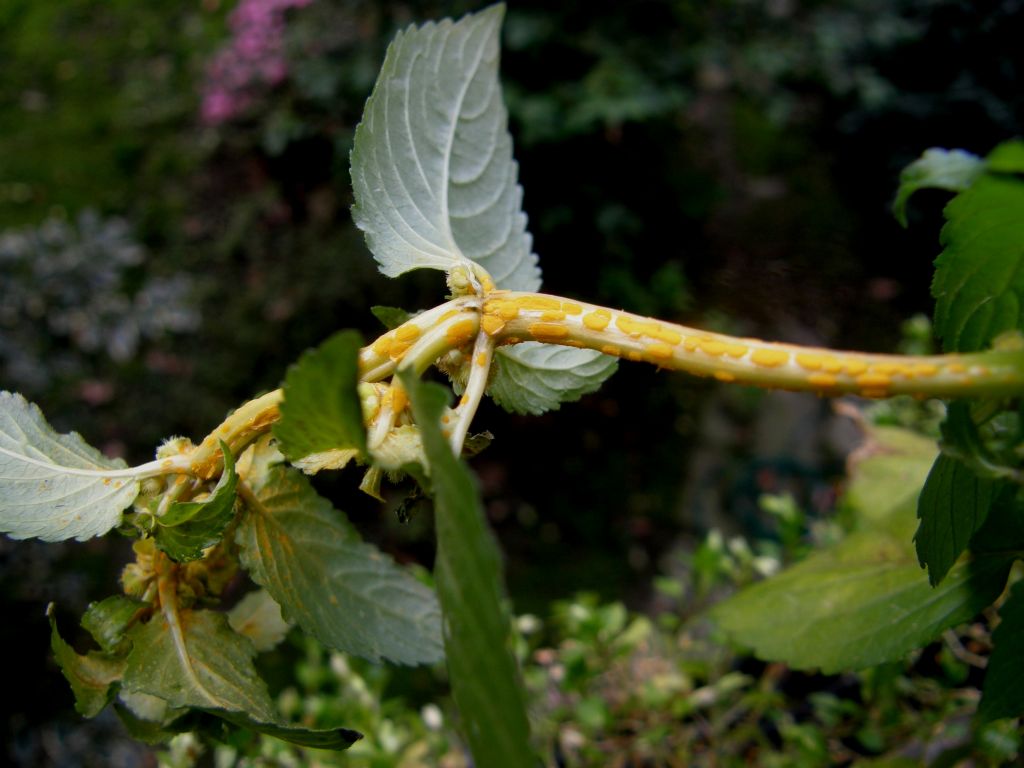 Melampsoraceae: Melampsora pulcherrima