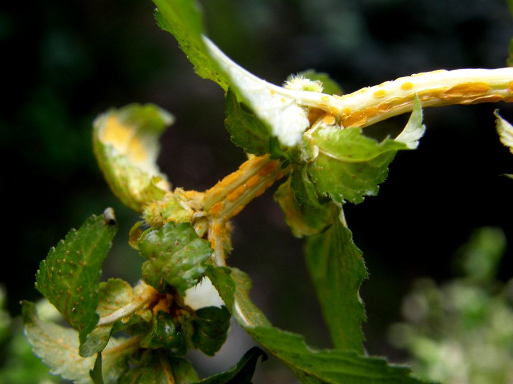 Melampsoraceae: Melampsora pulcherrima