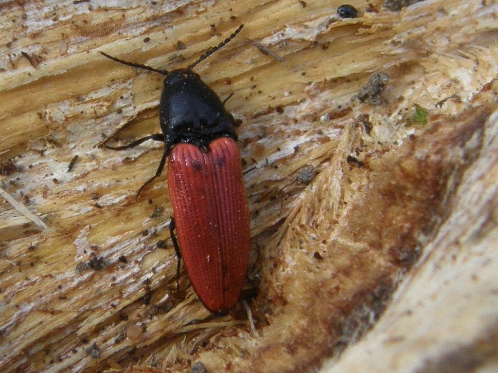 Elateridae: Ampedus cinnaberinus