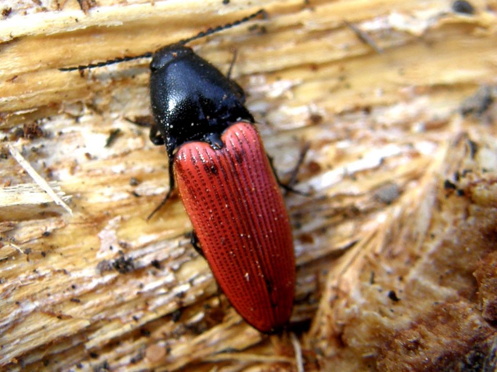 Elateridae: Ampedus cinnaberinus