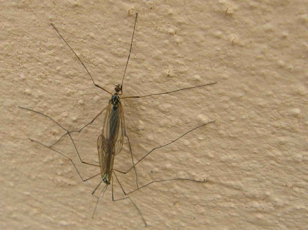 Accoppiamento di Tipulidae: Nephrotoma sp.