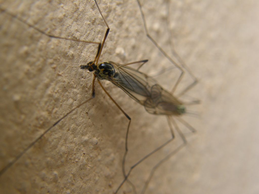 Accoppiamento di Tipulidae: Nephrotoma sp.