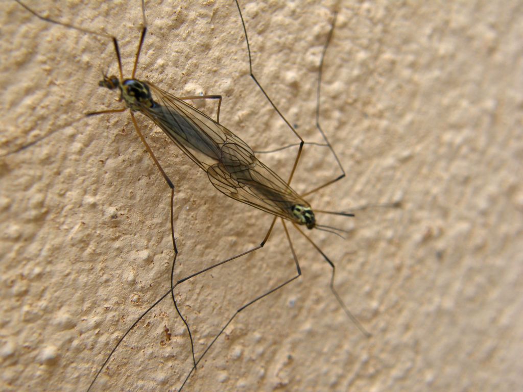 Accoppiamento di Tipulidae: Nephrotoma sp.