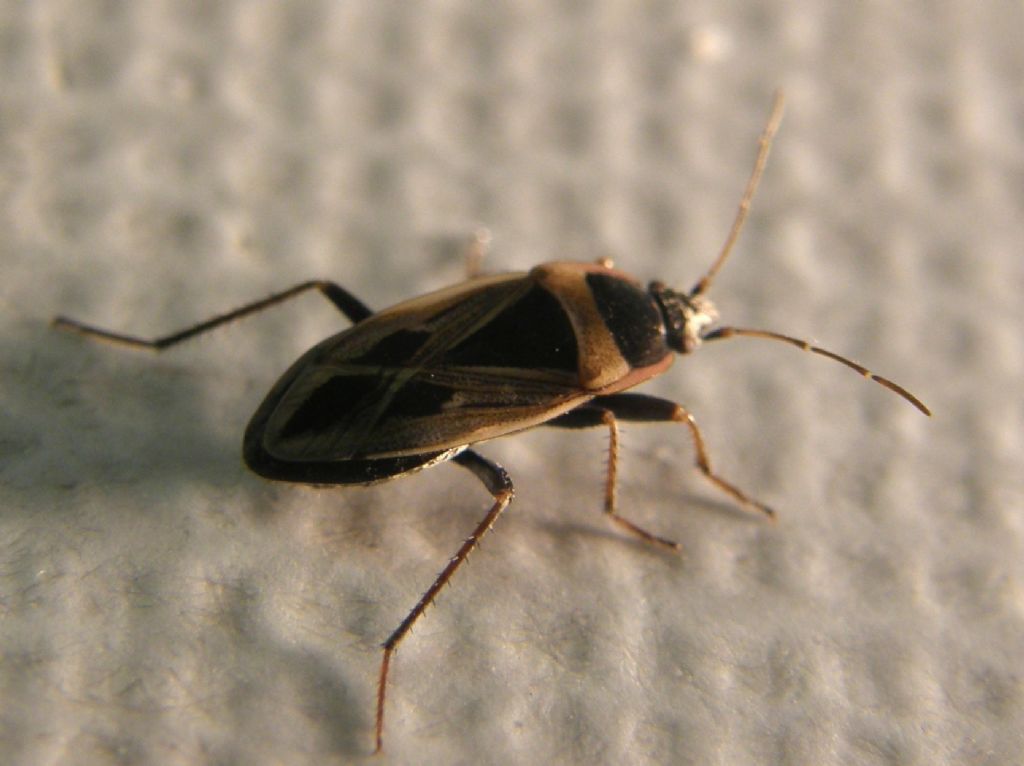 Lygaeidae: Rhyparochromus cf minusculus della Lombardia (MI)
