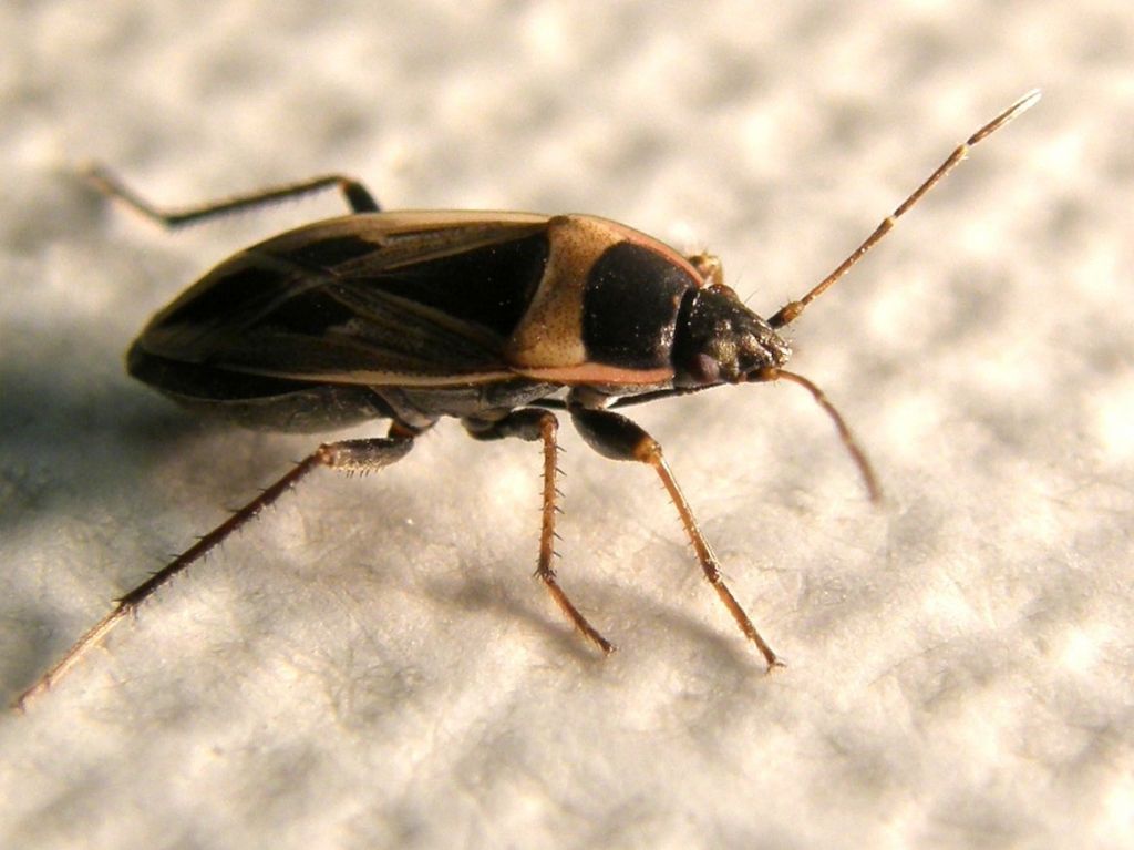 Lygaeidae: Rhyparochromus cf minusculus della Lombardia (MI)