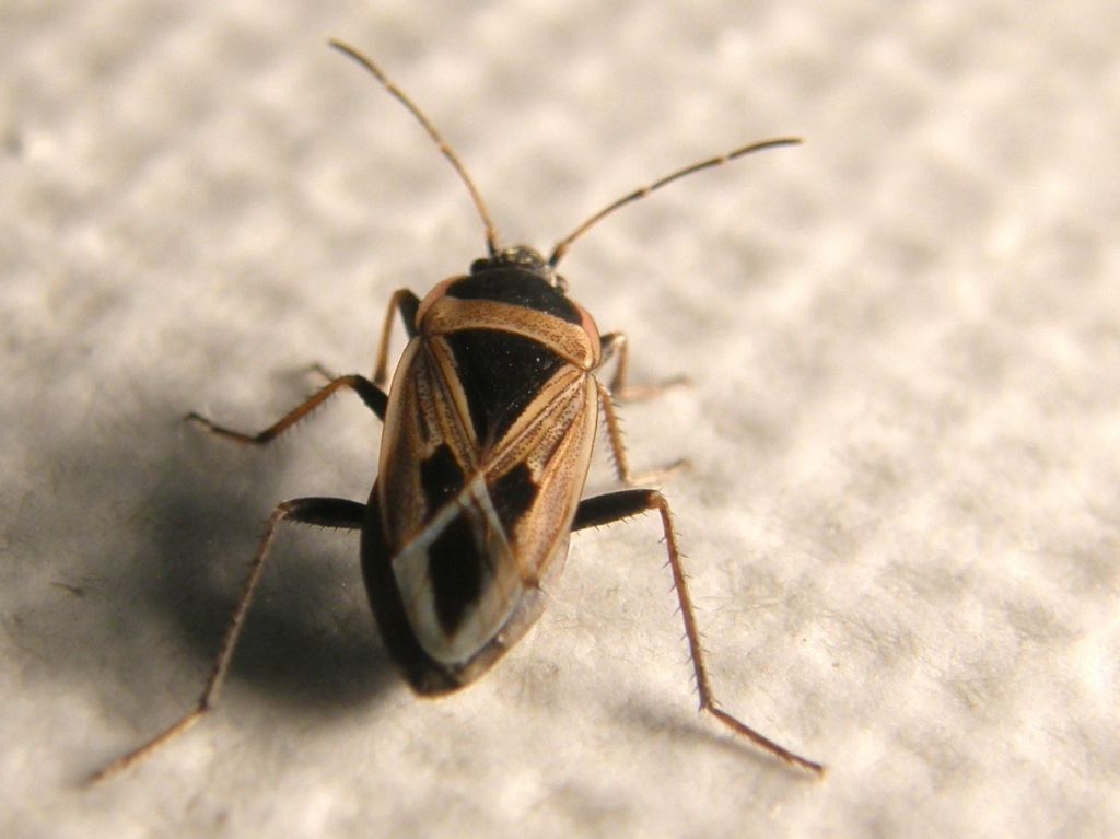 Lygaeidae: Rhyparochromus cf minusculus della Lombardia (MI)