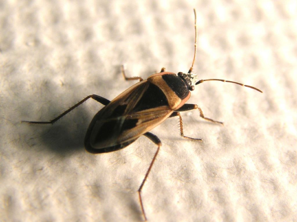 Lygaeidae: Rhyparochromus cf minusculus della Lombardia (MI)