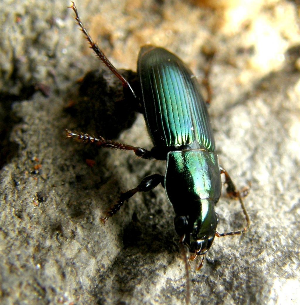 Harpalus distinguendus