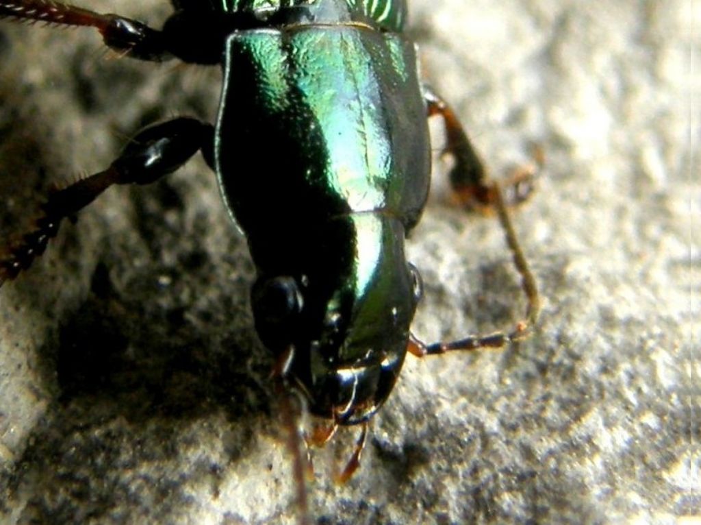 Harpalus distinguendus