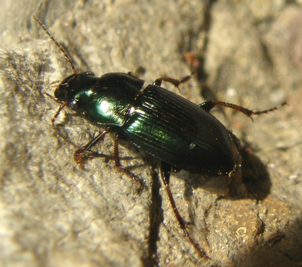 Harpalus distinguendus