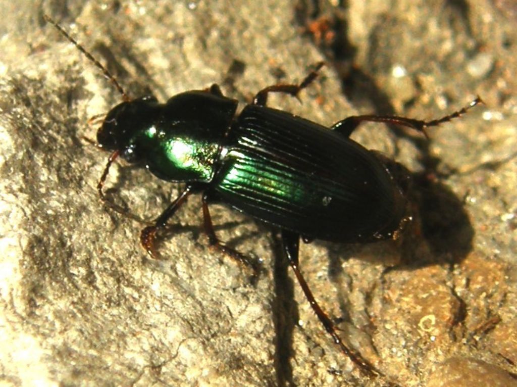 Harpalus distinguendus