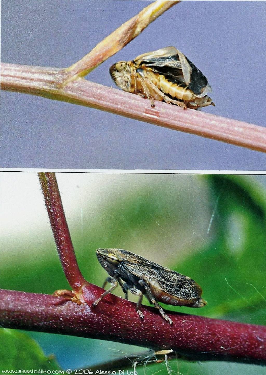 Cicadidae? No. Aphrophoridae: Philaenus spumarius