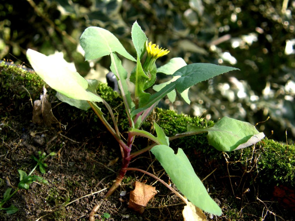 Afide su asteracea: Uroleucon sp.