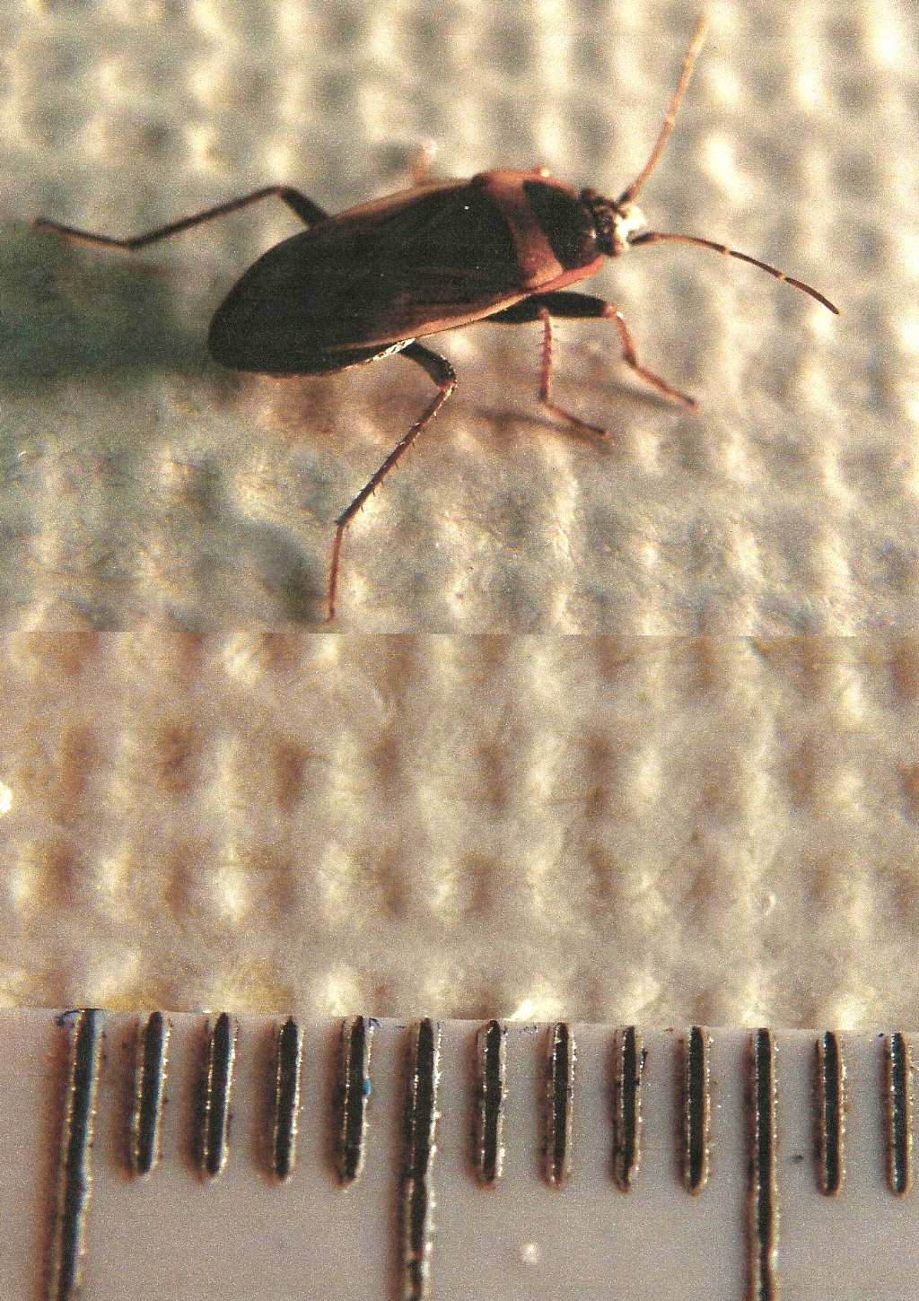 Lygaeidae: Rhyparochromus cf minusculus della Lombardia (MI)