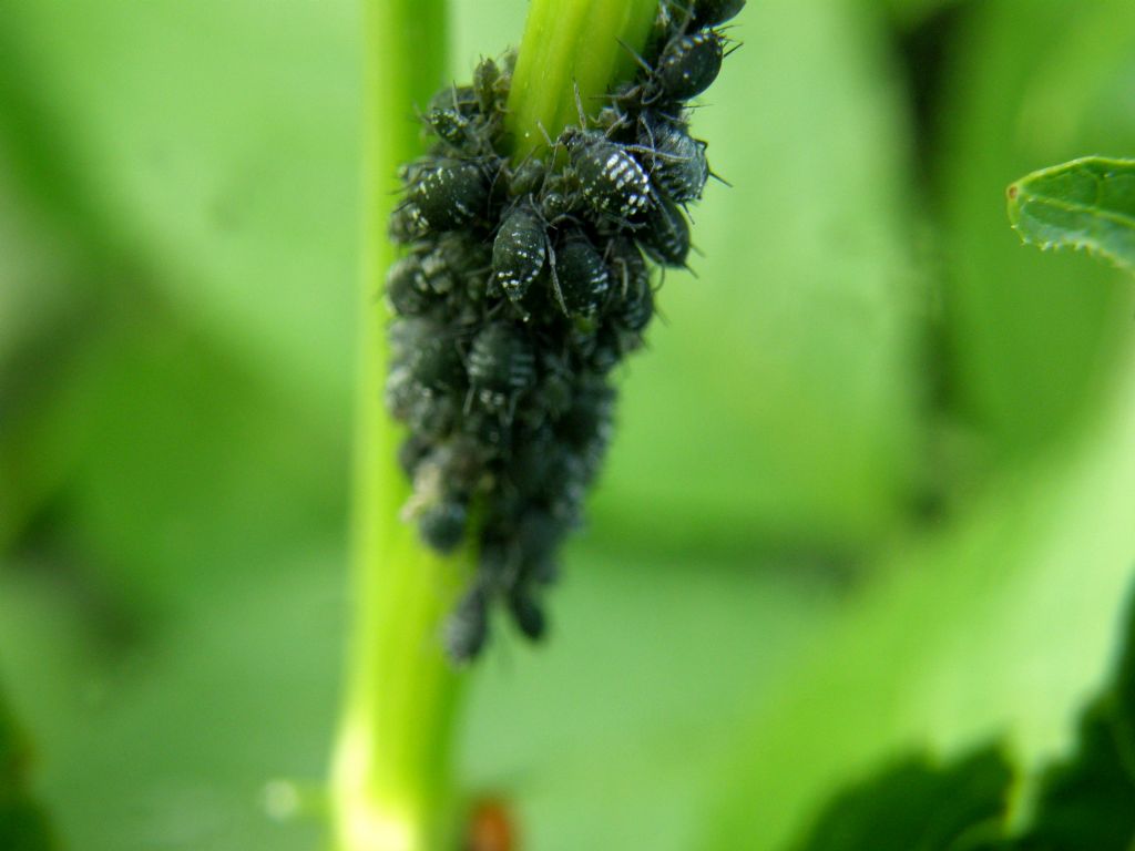 Afidi su sambuco: Aphis sambuci