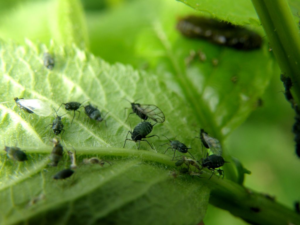 Afidi su sambuco: Aphis sambuci