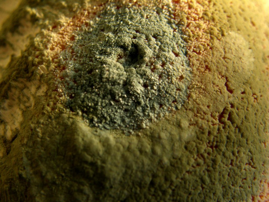 Le muffe sulla frutta sono funghi?