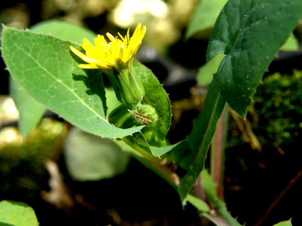 Asteracea sul balcone - Sonchus oleraceus