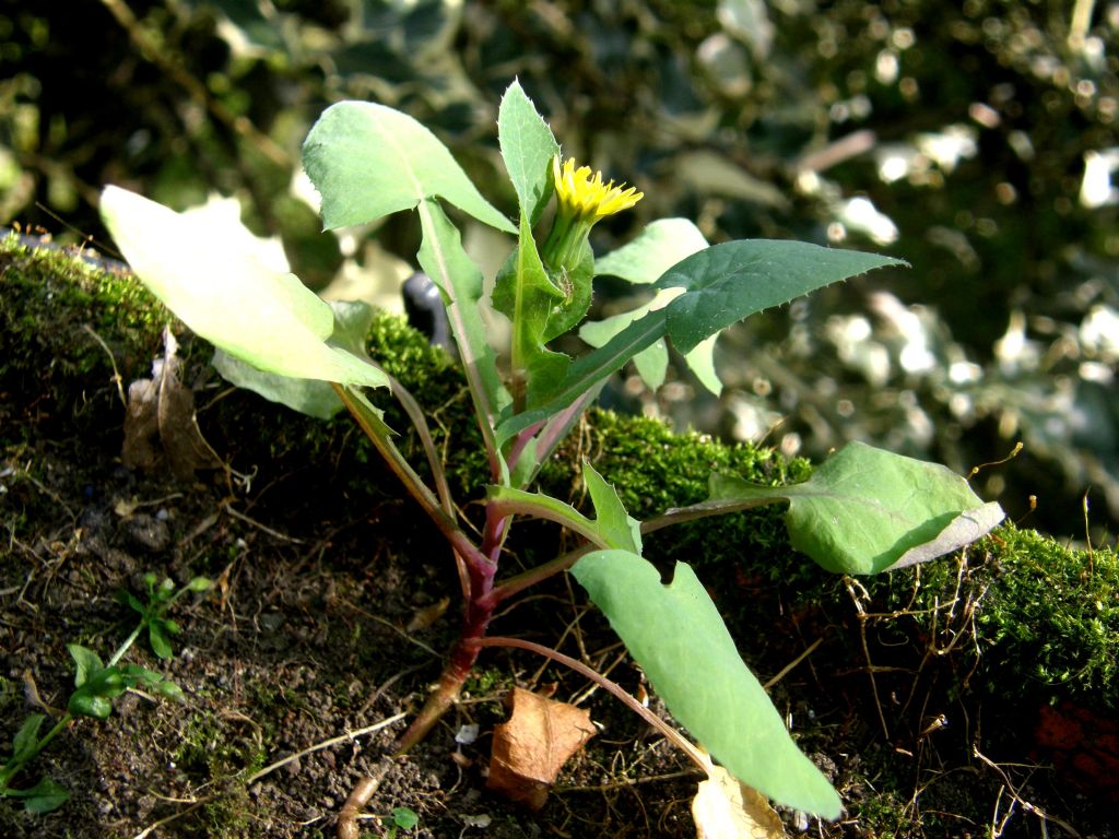 Asteracea sul balcone - Sonchus oleraceus