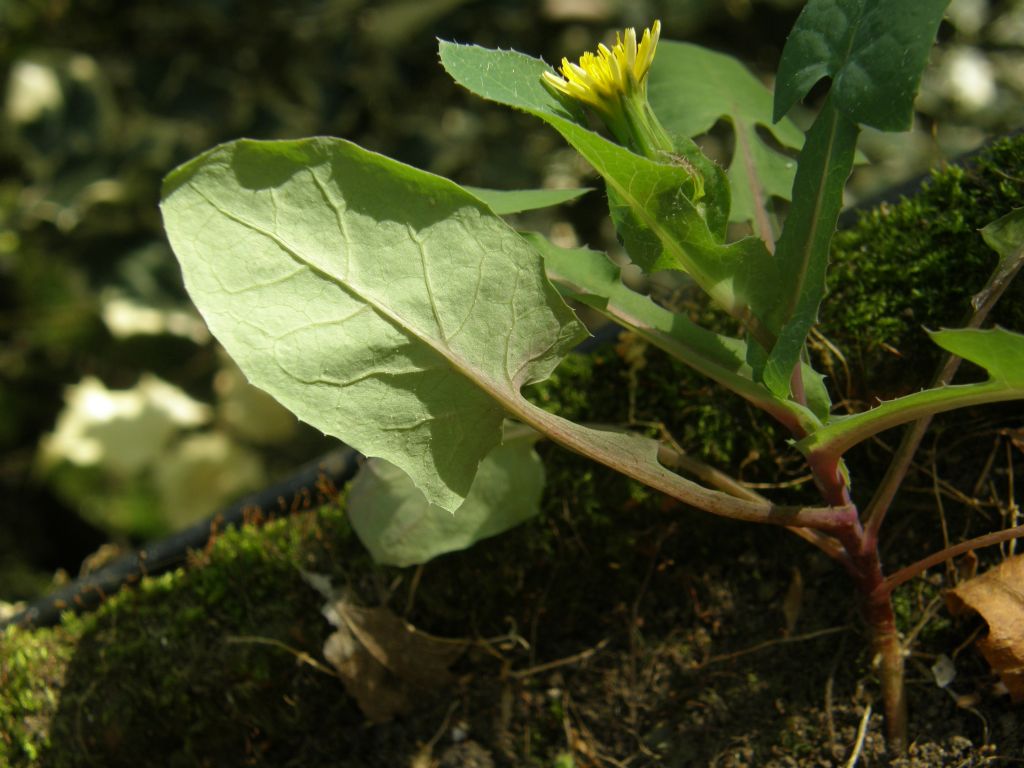 Asteracea sul balcone - Sonchus oleraceus