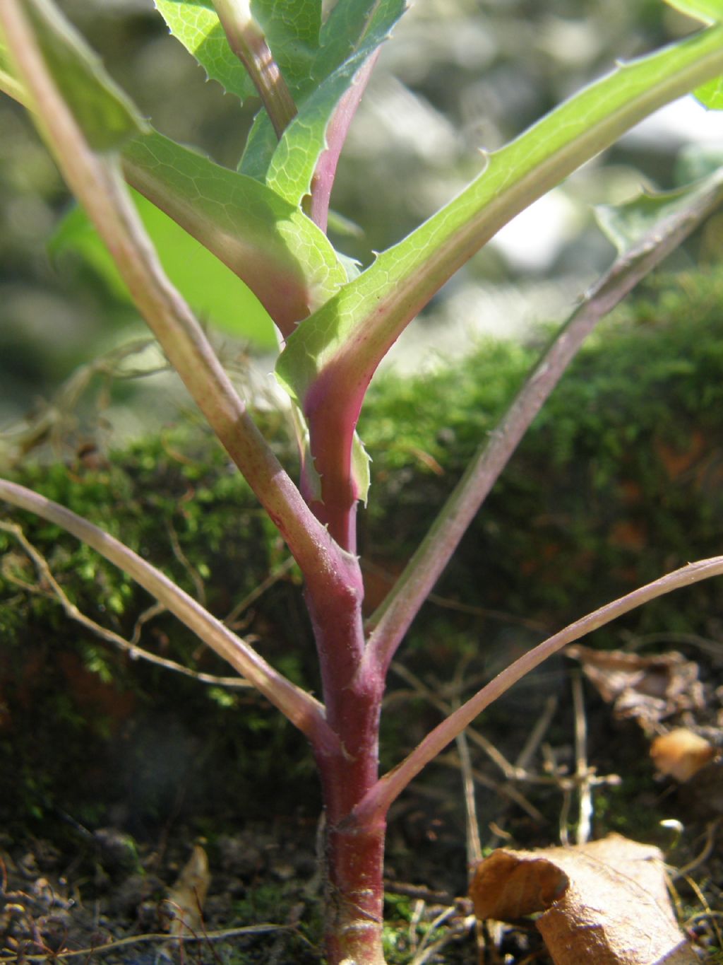 Asteracea sul balcone - Sonchus oleraceus
