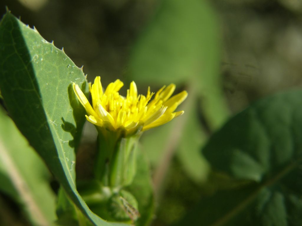 Asteracea sul balcone - Sonchus oleraceus