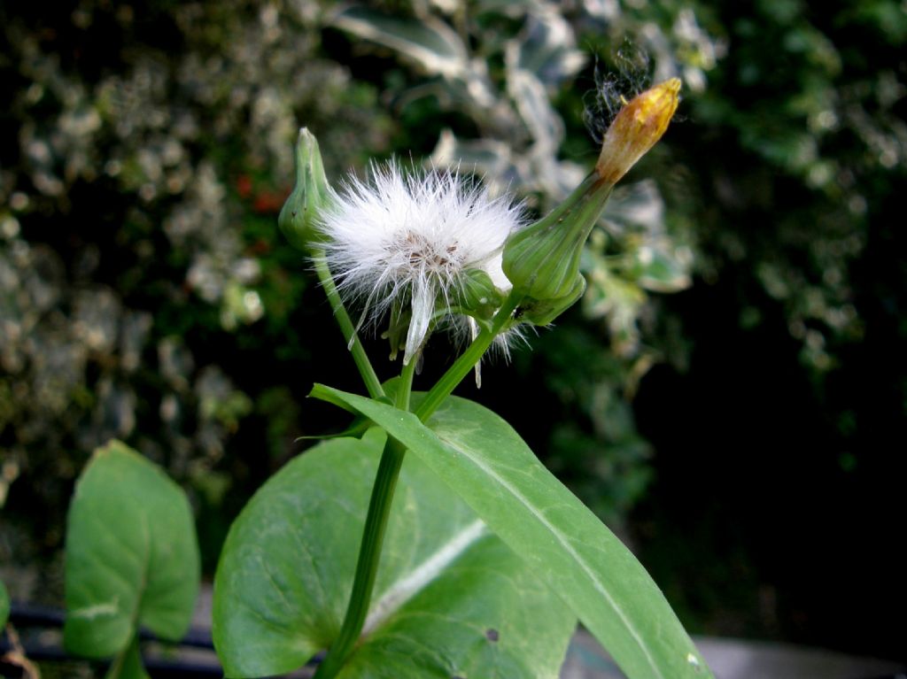 Asteracea sul balcone - Sonchus oleraceus