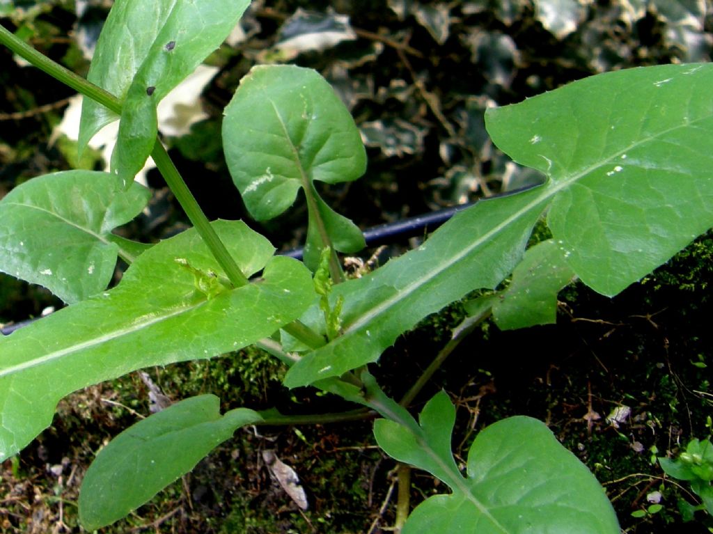 Asteracea sul balcone - Sonchus oleraceus