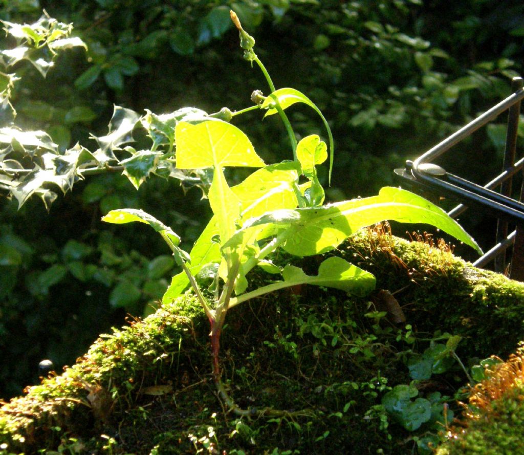 Asteracea sul balcone - Sonchus oleraceus