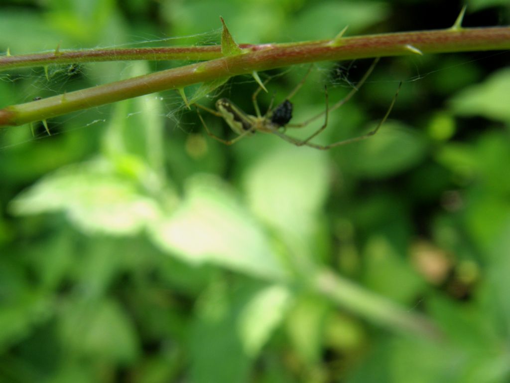 Cos''ha in testa? Tetragnatha sp.con preda - Torrile (PR)
