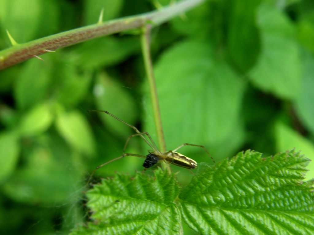 Cos''ha in testa? Tetragnatha sp.con preda - Torrile (PR)