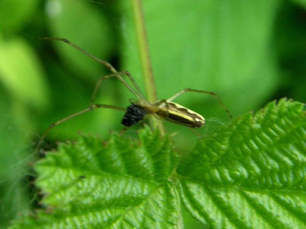 Cos''ha in testa? Tetragnatha sp.con preda - Torrile (PR)