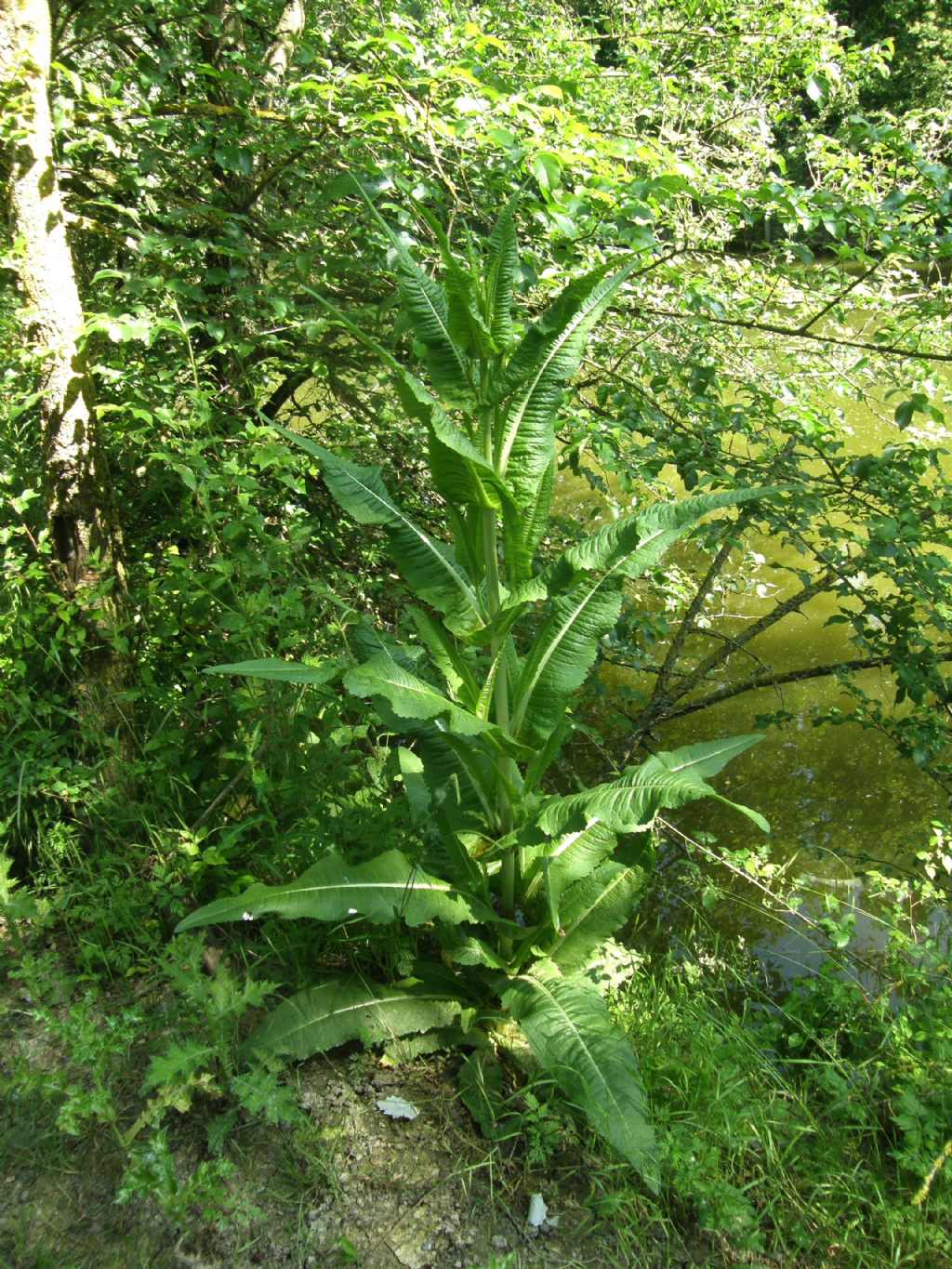 Dipsacus fullonum / Cardo dei lanaioli