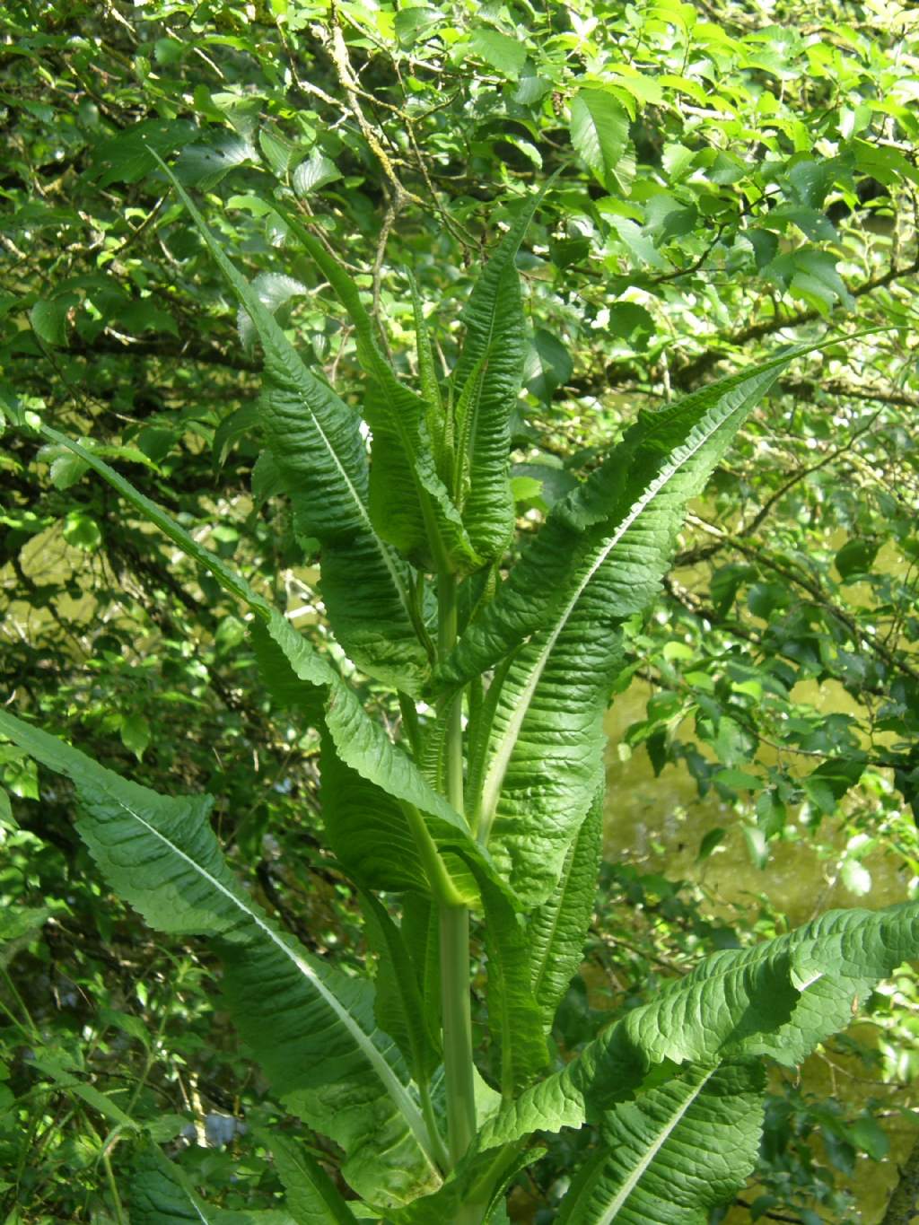 Dipsacus fullonum / Cardo dei lanaioli