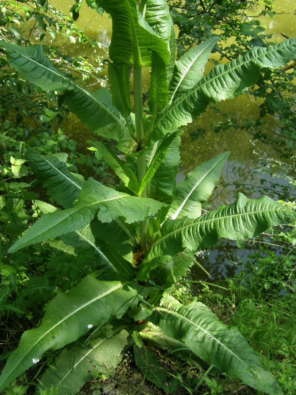Dipsacus fullonum / Cardo dei lanaioli