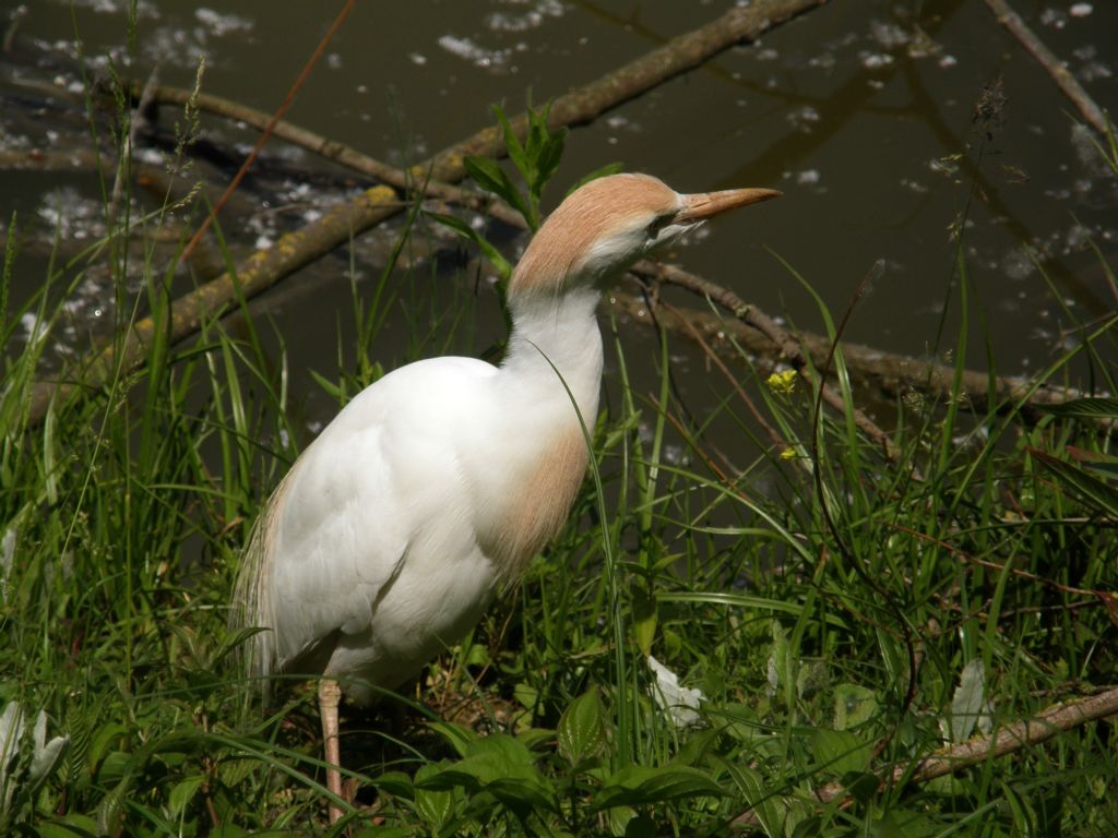 Airone malato?  Non � detto:...Airone guardabuoi (Bubulcus ibis) in abito riproduttivo