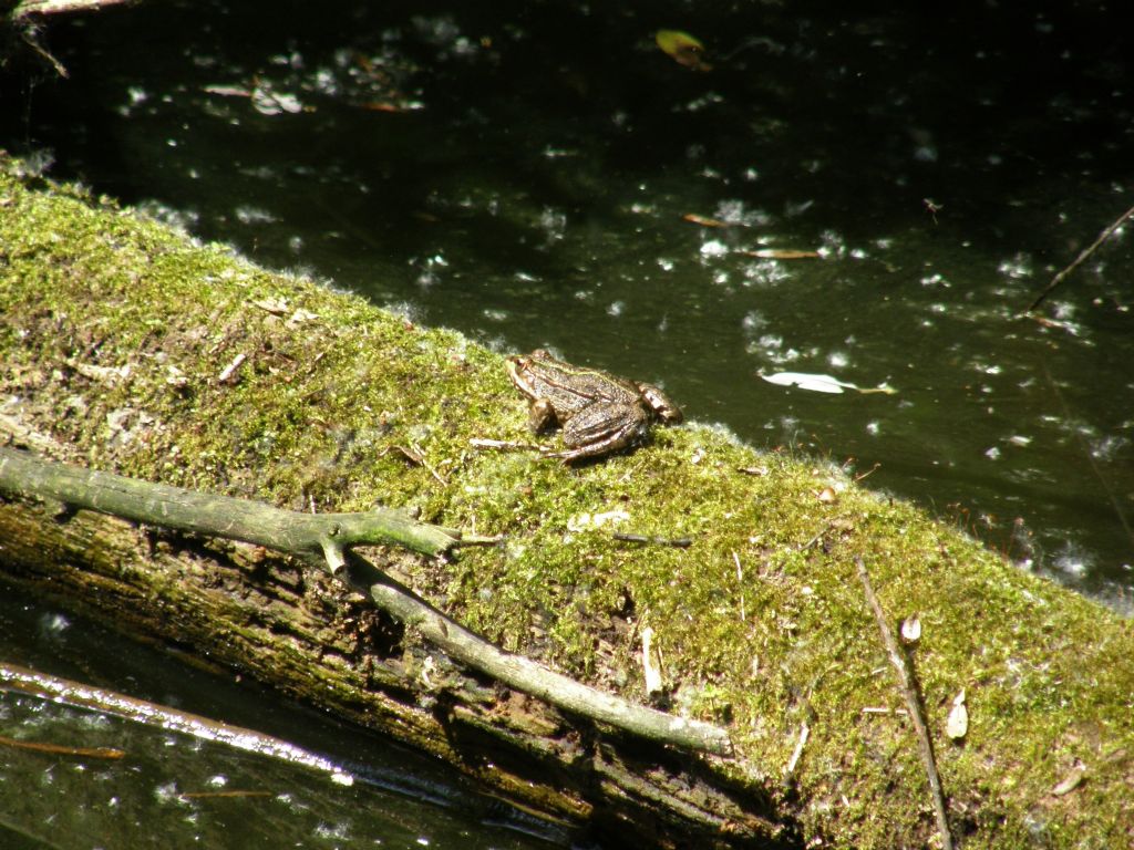 Rana da identificare - Pelophylax sp. (prov. Parma)